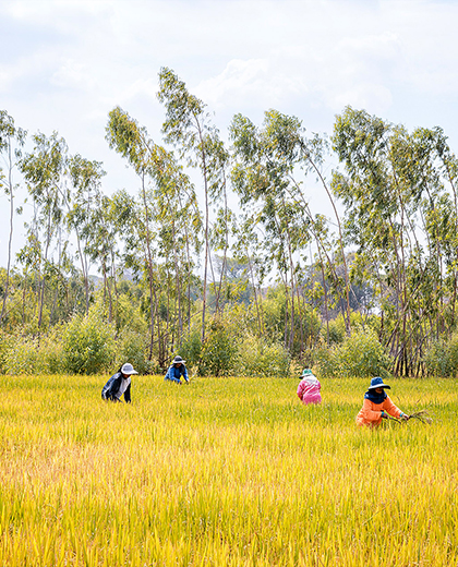 Fairtrade Original Stellenangebote