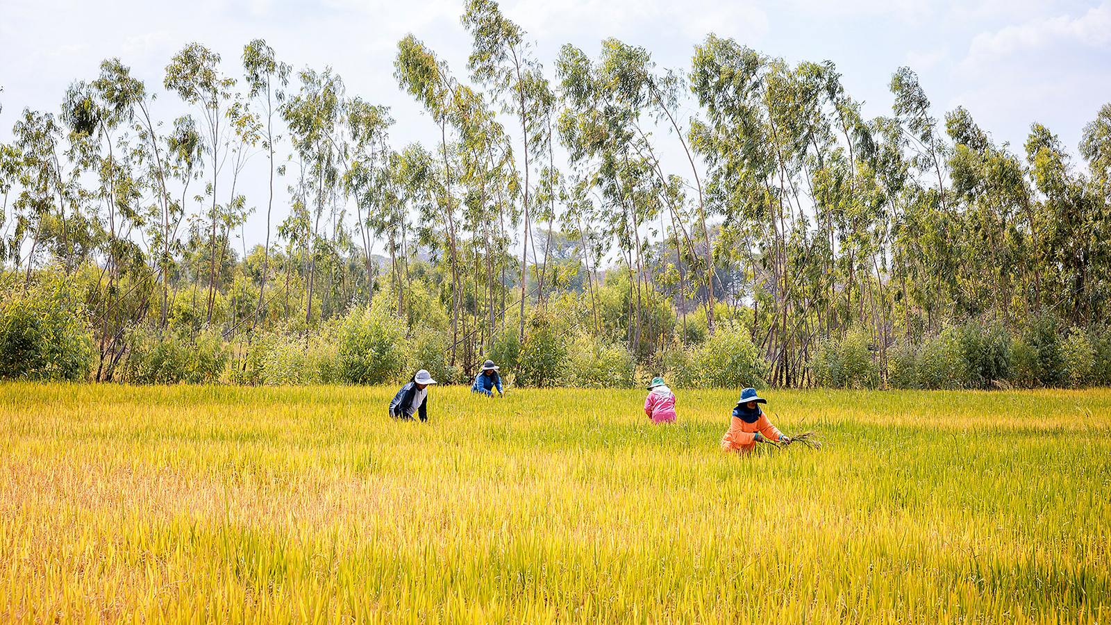 Fairtrade Original Stellenangebote