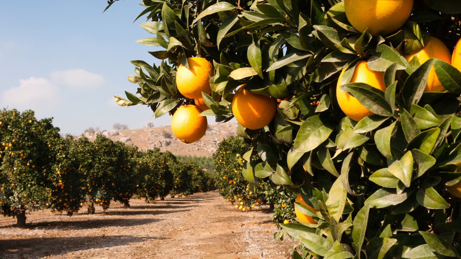 SanLucar vacancies