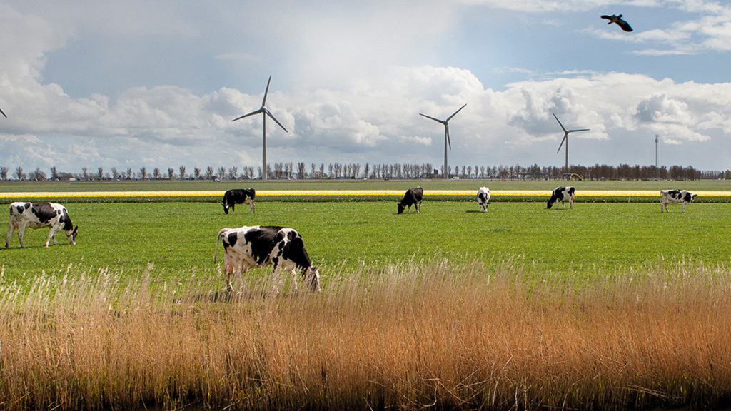 FrieslandCampina